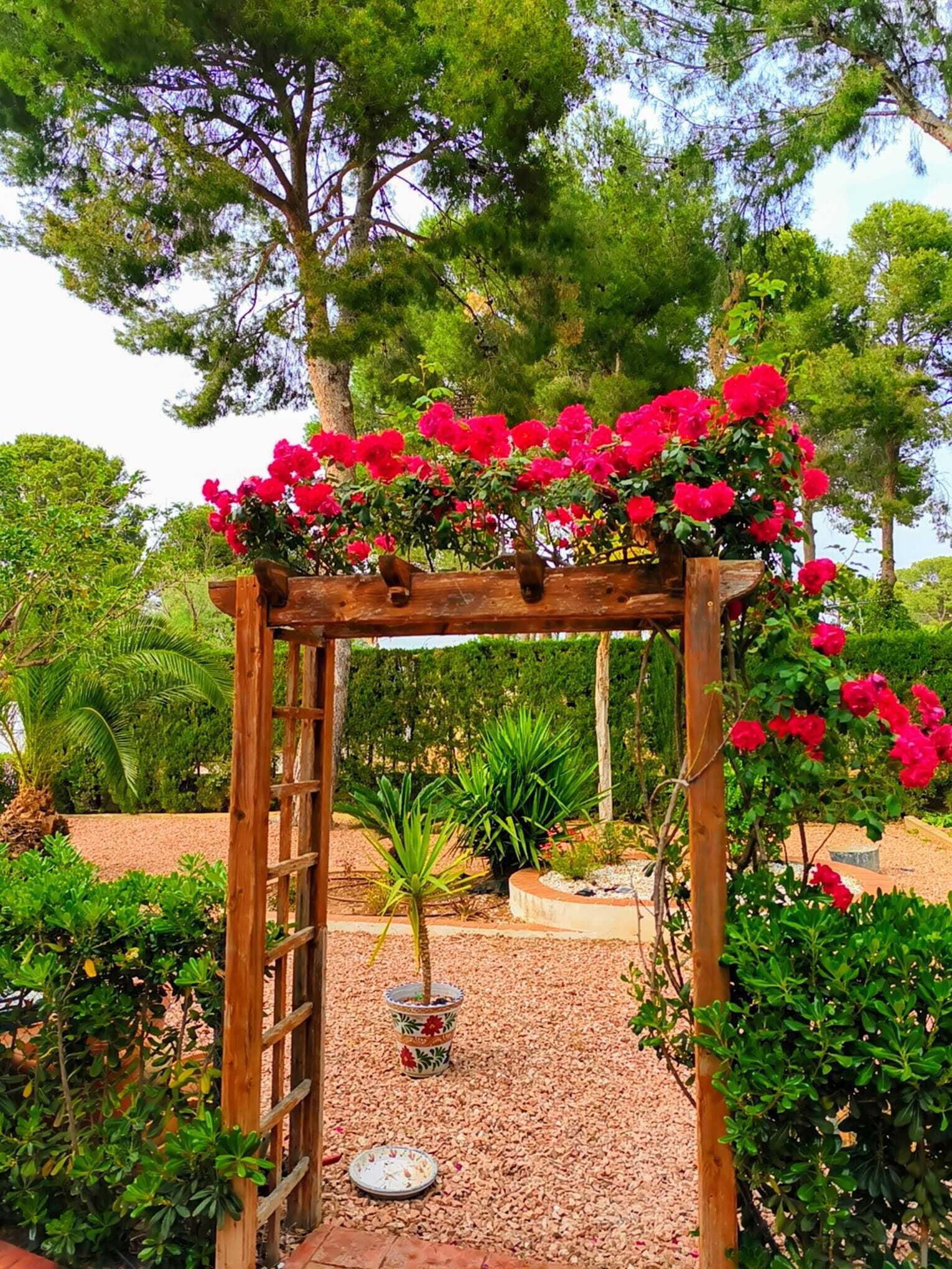 A wooden arbor with red flowers, surrounded by various plants and a gravel path.