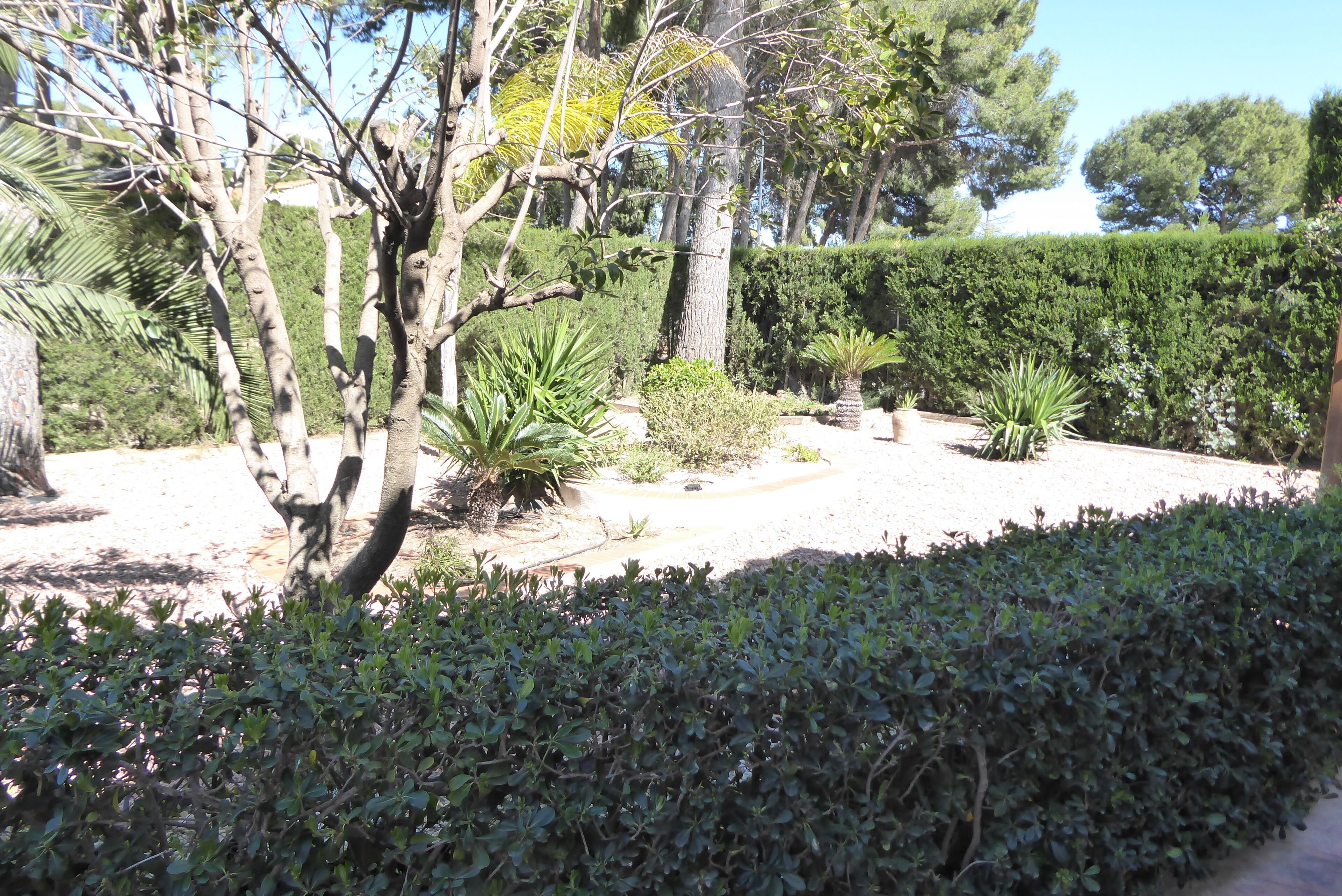 Un jardin avec différentes plantes et arbres, une haie et un ciel dégagé.