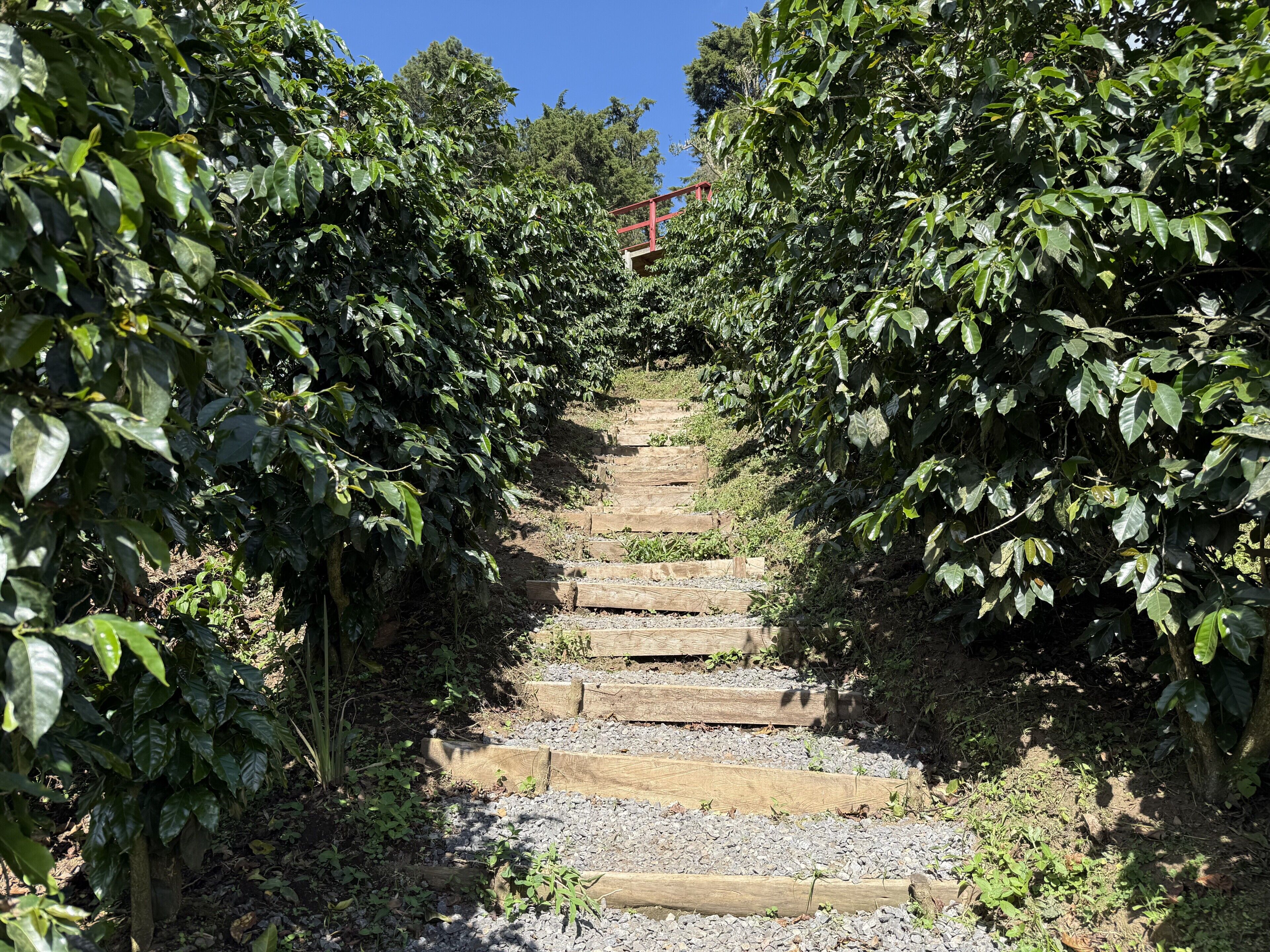 Un escalier en bois, entouré d’une végétation luxuriante, qui mène à un point plus élevé.