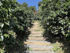 A wooden staircase surrounded by dense foliage, leading to a higher elevation.