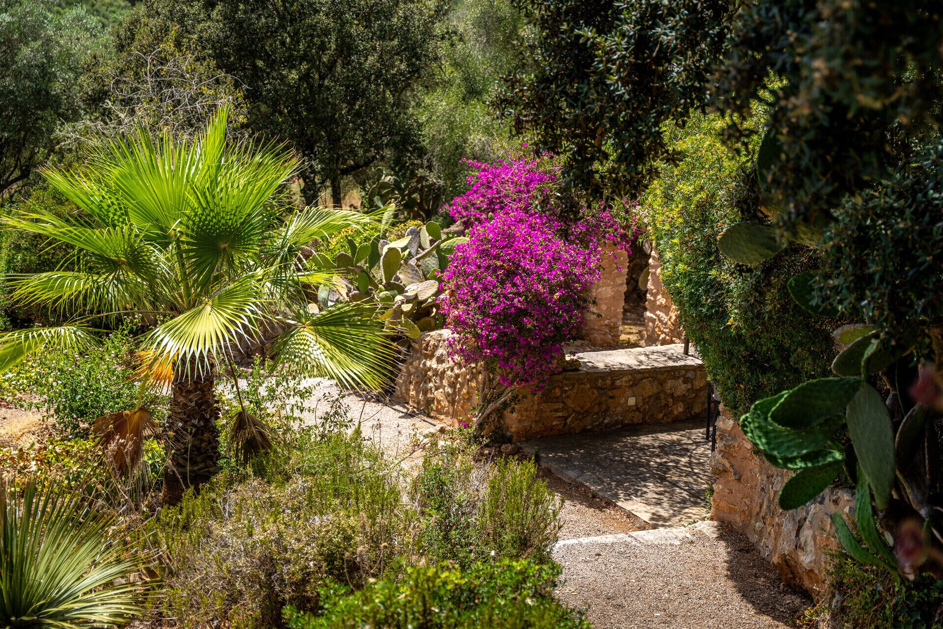 Un jardin où l’on trouve une grande variété de plantes, notamment un arbuste à fleurs roses bien visible et un palmier.