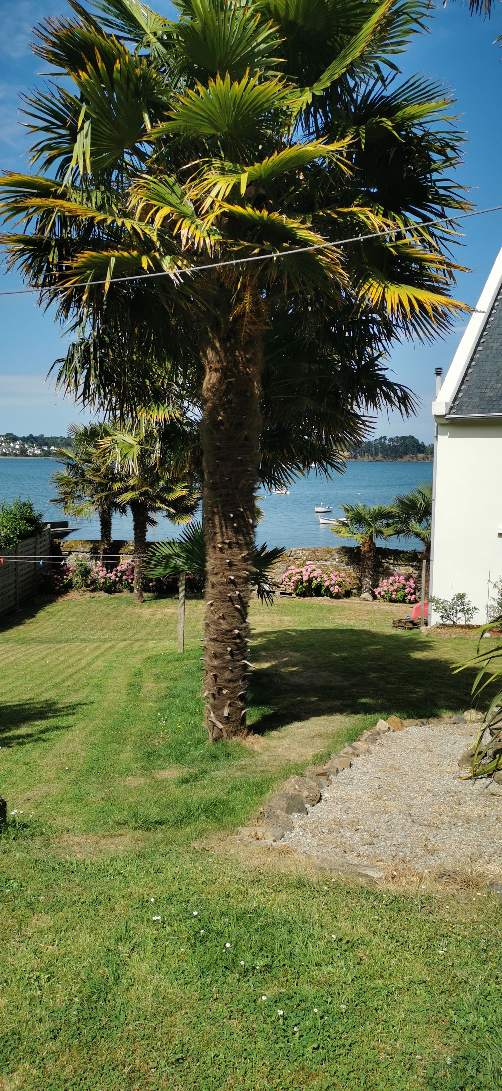A residential property with a lawn, a palm tree, and a view of a body of water with boats.