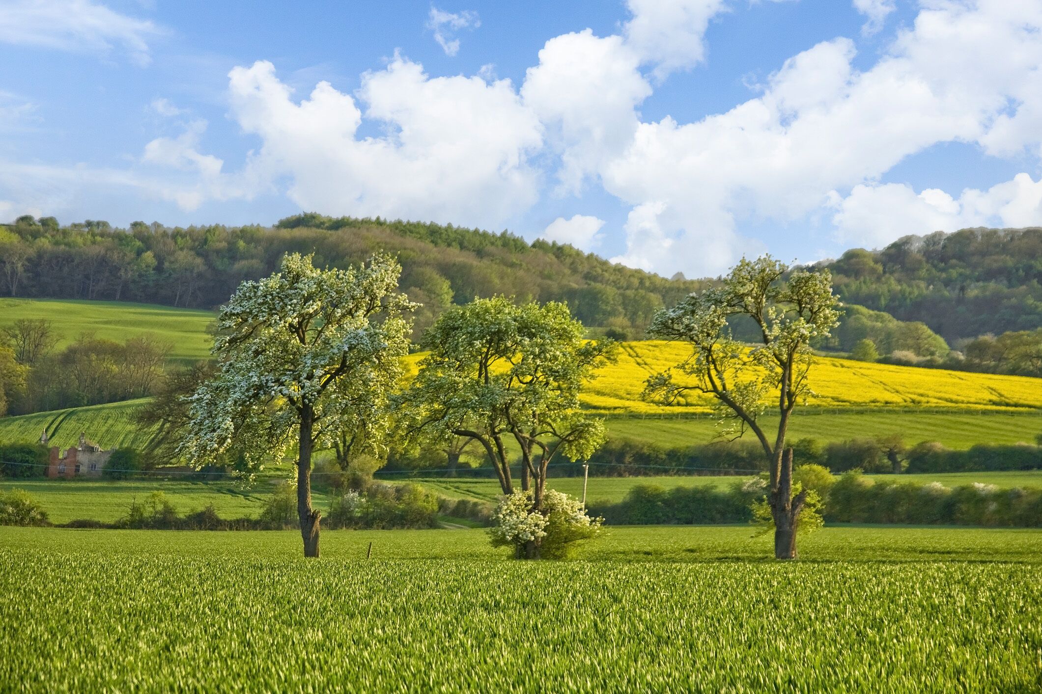 Un paysage rural avec trois arbres dans un champ, une colline parsemée de fleurs jaunes et une maison en arrière-plan.