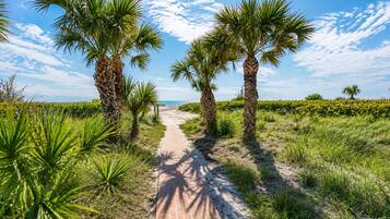 A paved pathway flanked by palm trees leading to a beach.