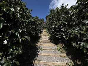 A pathway flanked by dense foliage leading to a higher elevation.