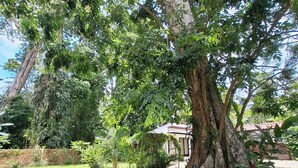 A large tree with a bench under it, surrounded by a gravel area. - Casita Ola Negra, just minutes from the beach—a cozy private studio for 2 people (Puerto Viejo de Talamanca)