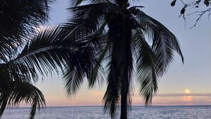 A beach scene with a palm tree and the ocean. - Casita Ola Negra, just minutes from the beach—a cozy private studio for 2 people (Puerto Viejo de Talamanca)