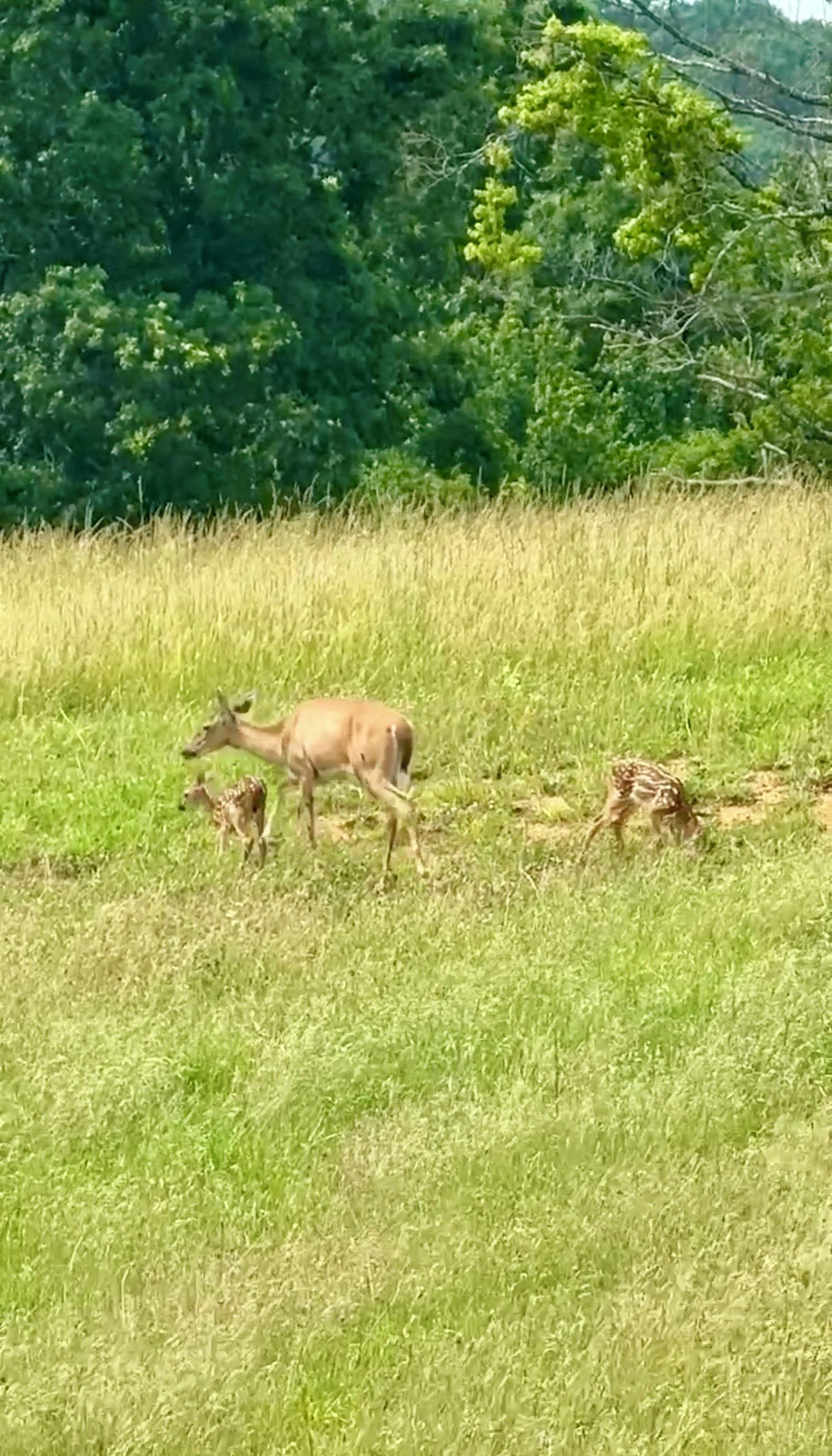 A grassy field with a deer and its fawn.