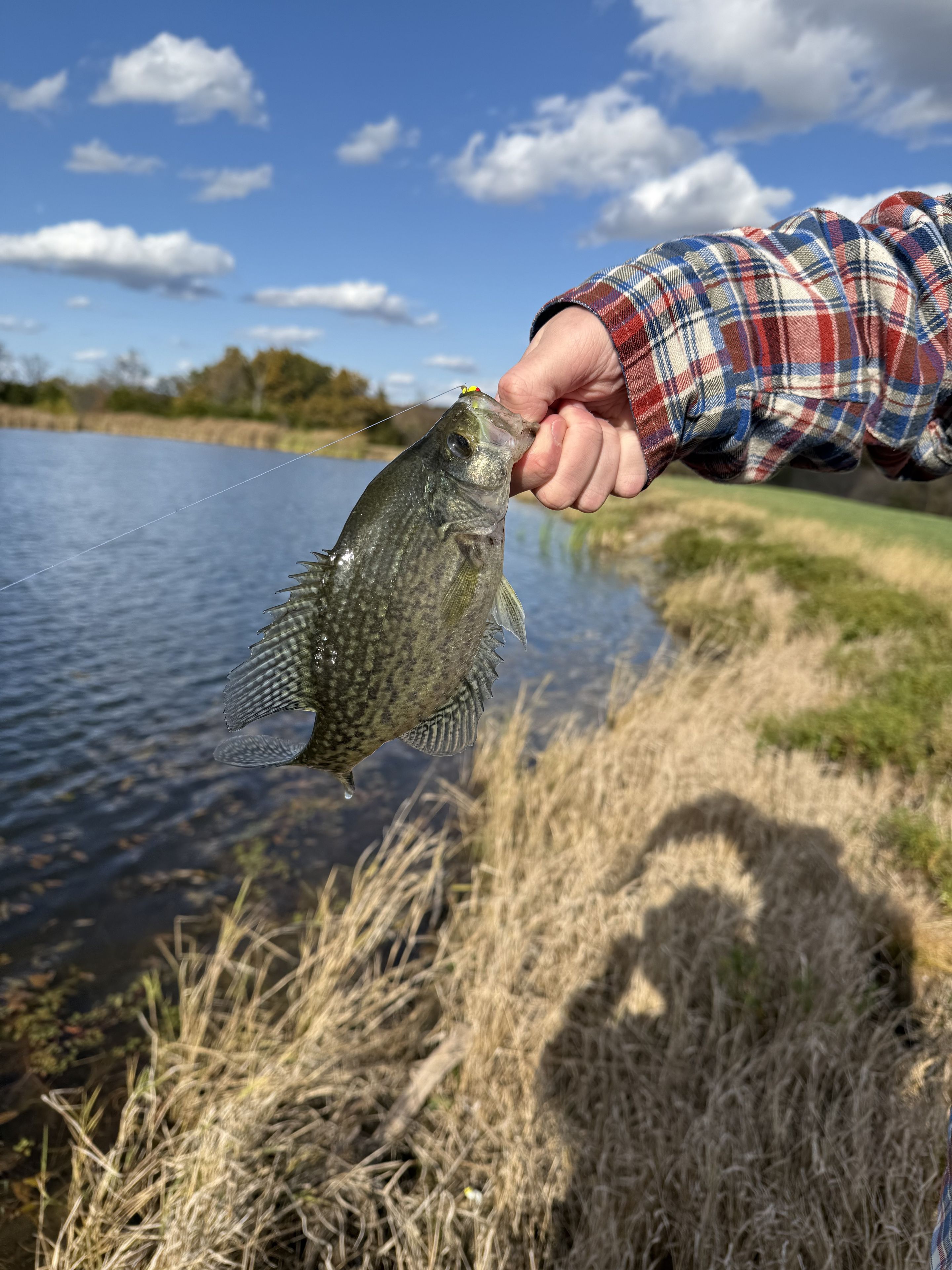 A hand holding a fish near a body of water with a clear sky in the background.