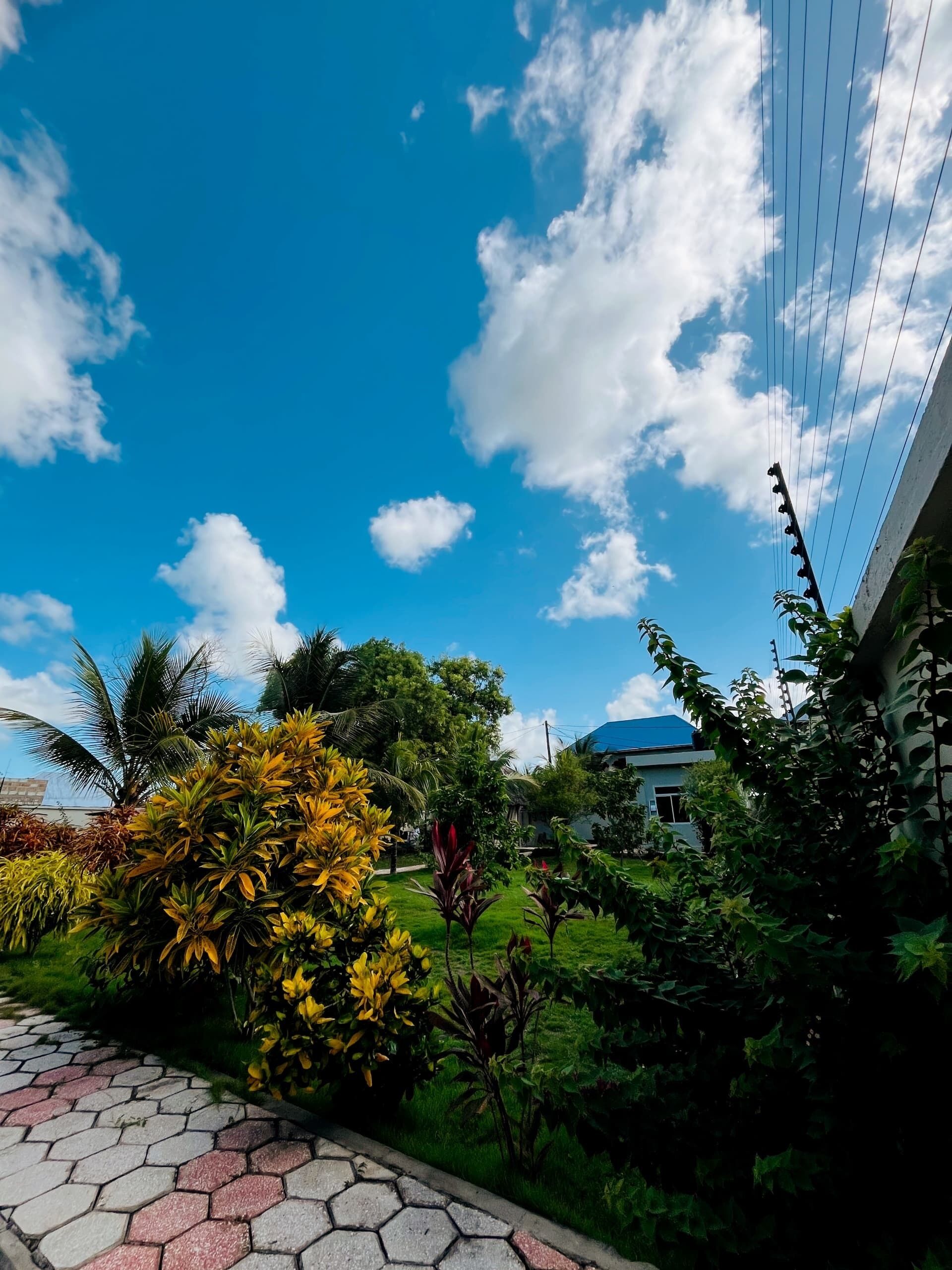 A garden with a variety of plants and a clear blue sky.