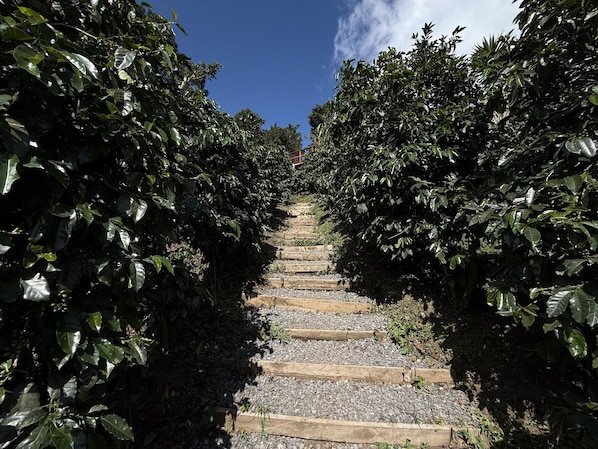Un sendero bordeado por abundante vegetación que asciende a una zona más alta.