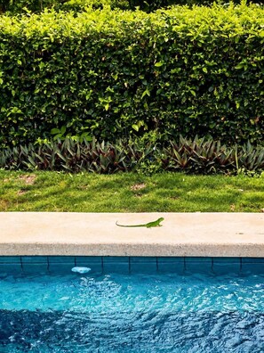 A pool with a clear blue water surface, a concrete edge, and a green lizard on the edge.