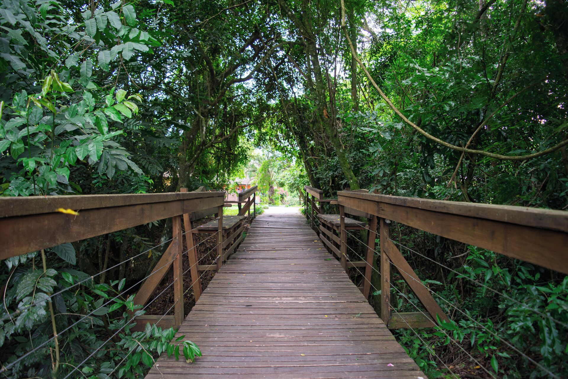 Un ponte di legno immerso nel verde.