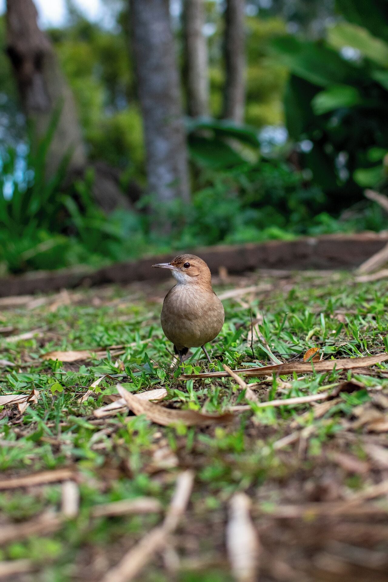 A bird standing on the ground with greenery in the background.