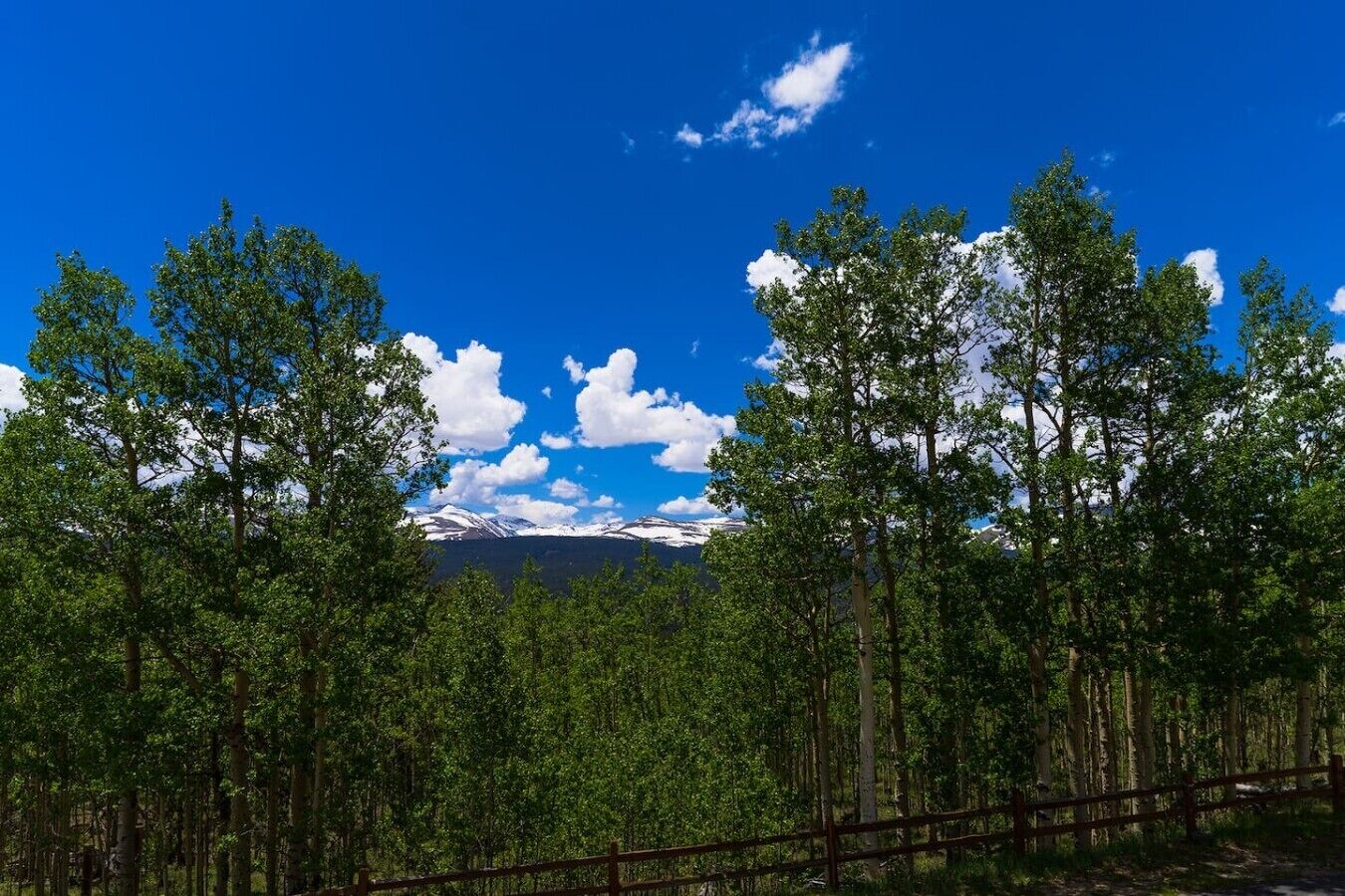 A forested landscape with a clear sky and distant snow-capped mountains.