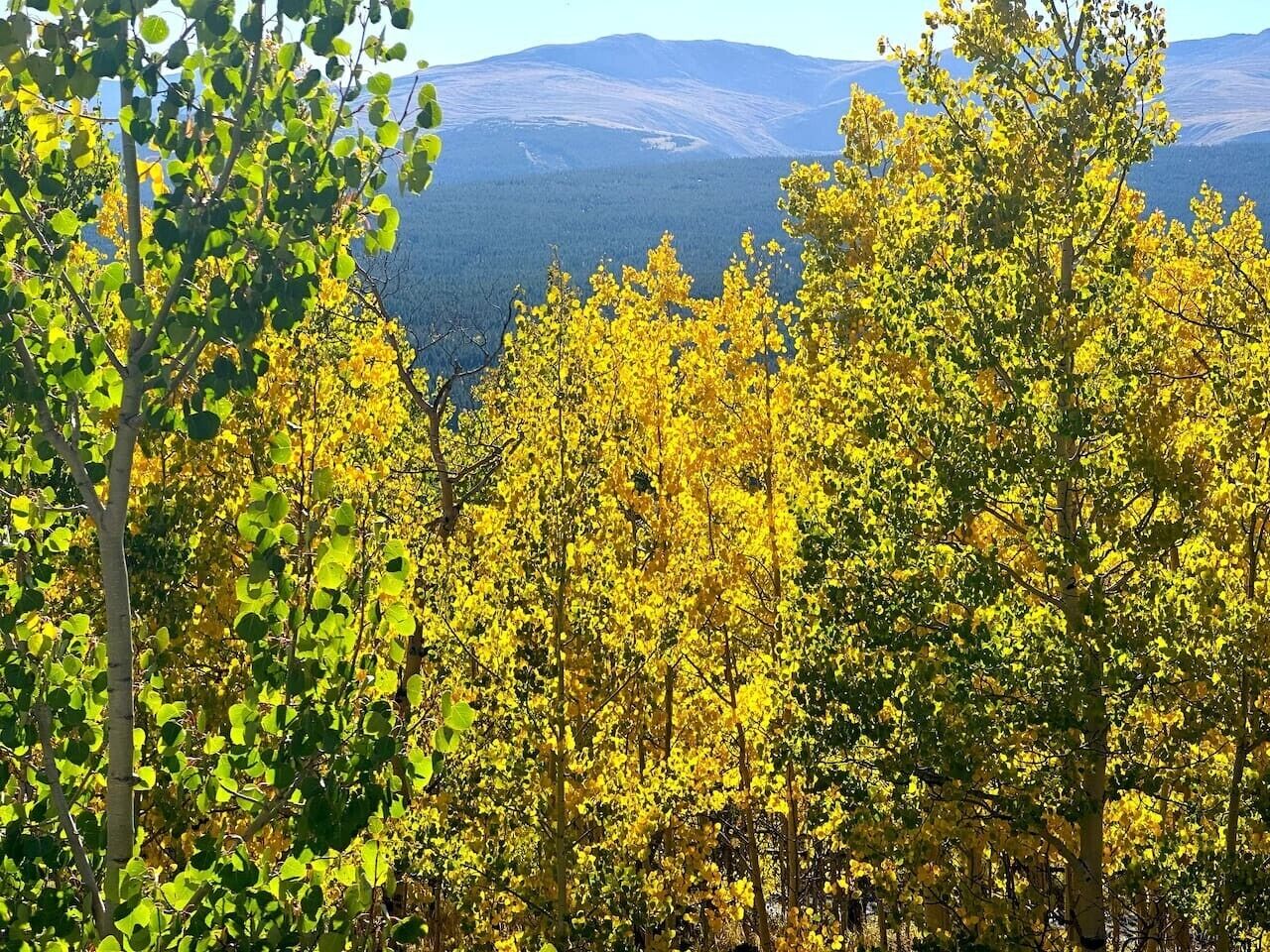 A forest with trees in various stages of autumn foliage, a clear sky, and distant mountains.