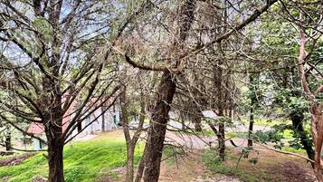 A natural outdoor area with trees and a grassy ground.