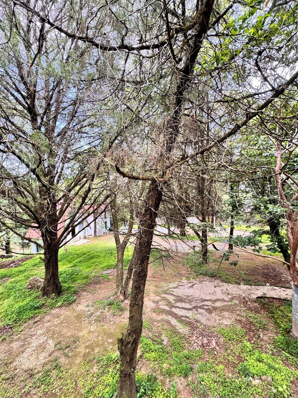 A natural outdoor area with trees and a grassy ground.