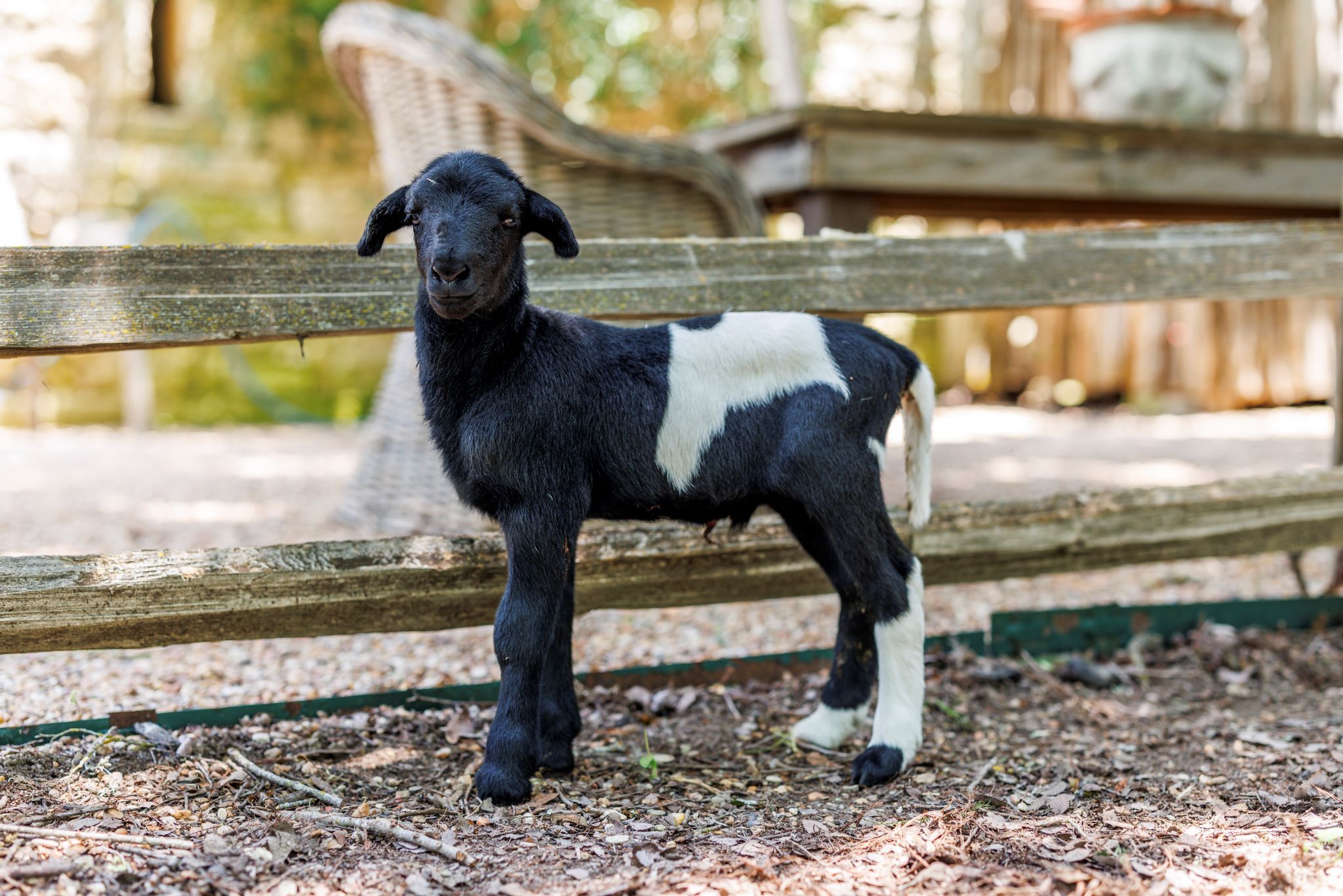 A black and white goat standing behind a wooden fence in a natural setting.