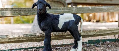 A black and white goat standing behind a wooden fence in a natural setting.