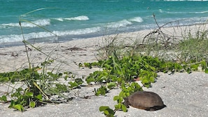 Eine Schildkröte am sandigen Strand, im Hintergrund grüne Vegetation und das Meer.