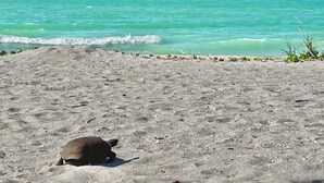 Une tortue sur une plage de sable, avec une eau turquoise en arrière-plan.