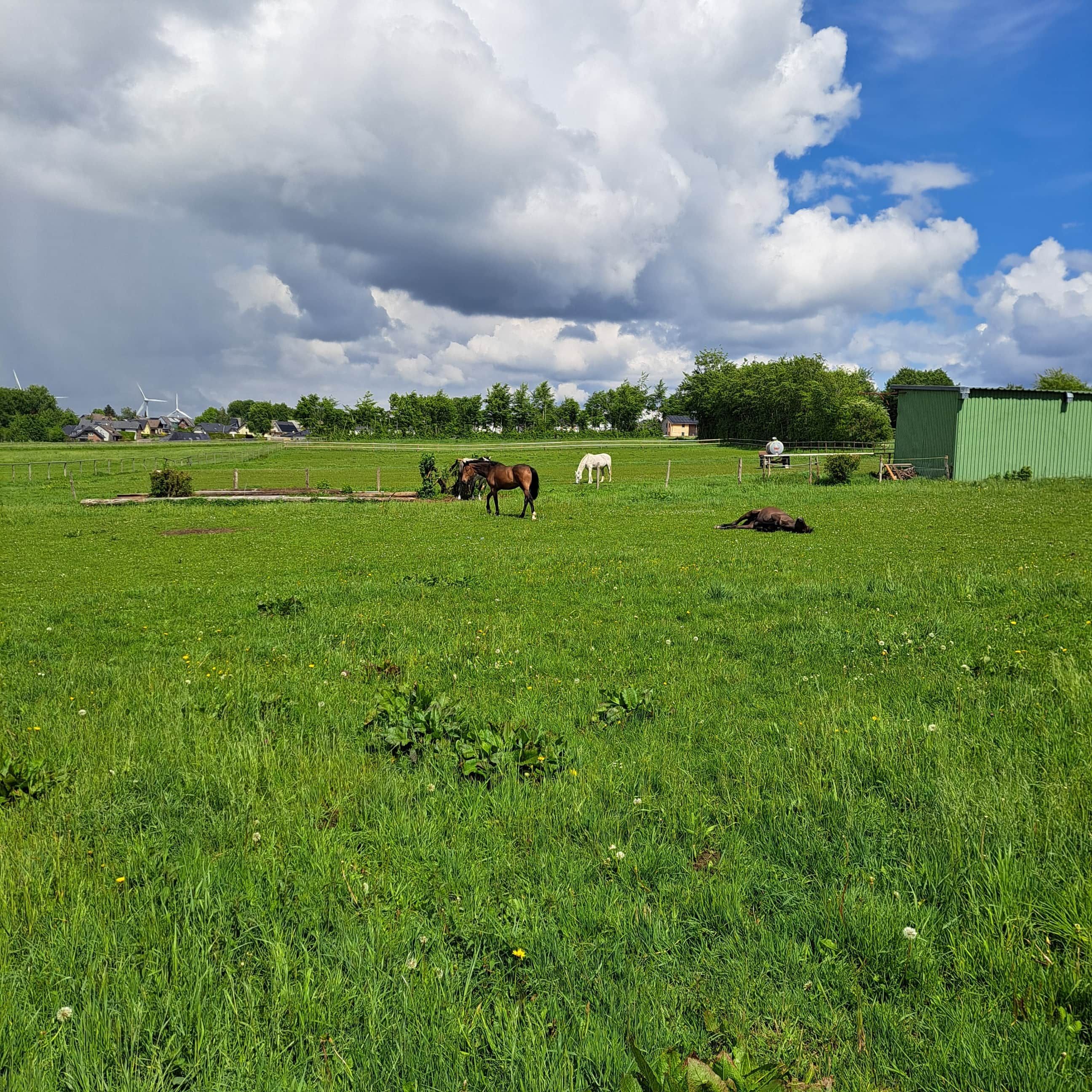 Een grasveld met grazende paarden, een groen gebouw en windmolens op de achtergrond.