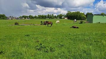 Een grasveld met grazende paarden, een groen gebouw en windmolens op de achtergrond.