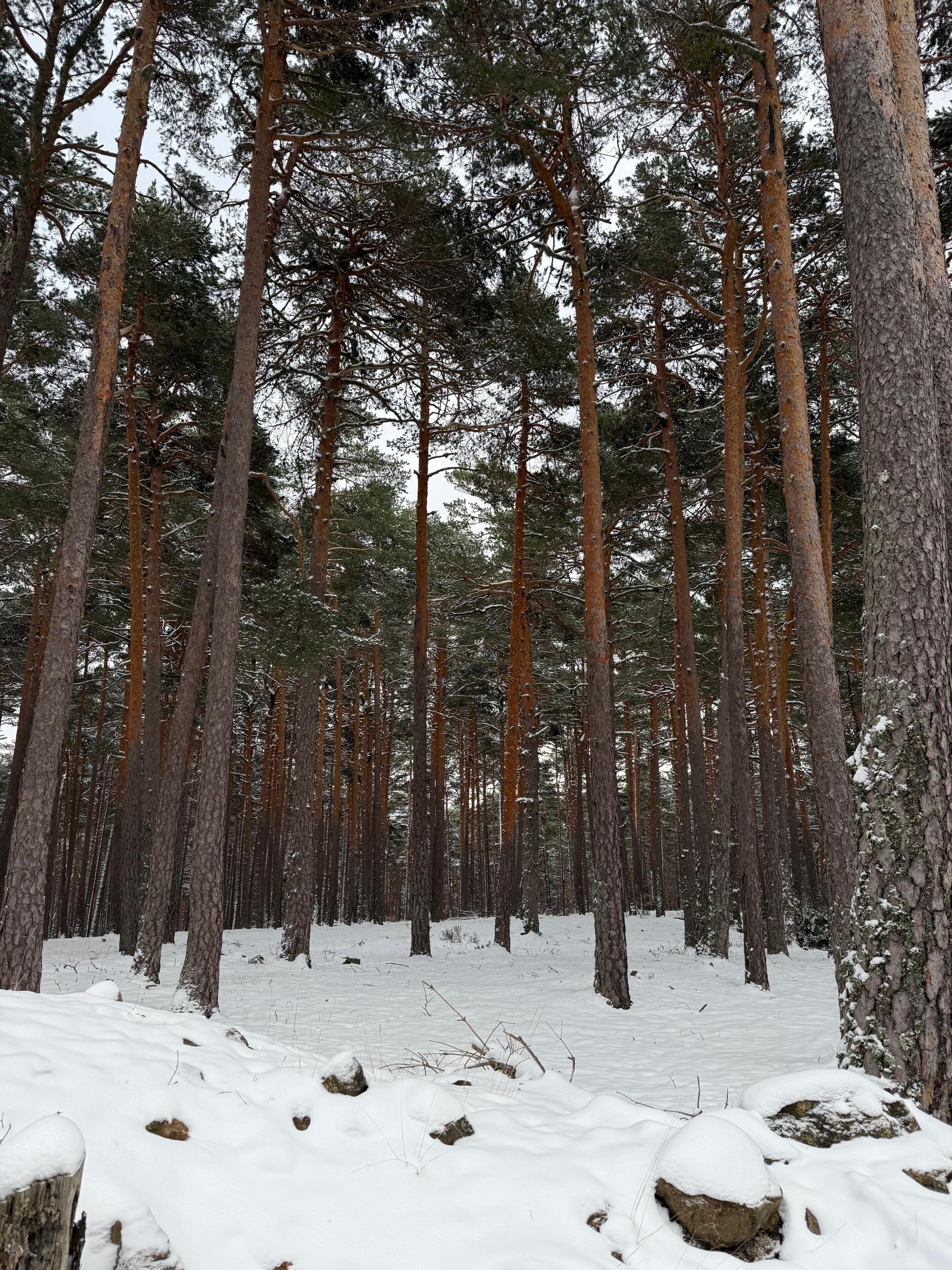 Un bosque denso con altos pinos y suelo cubierto de nieve.