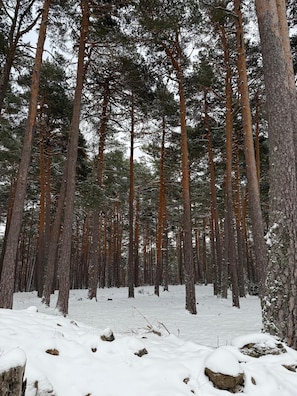 A dense forest with tall pine trees and a snow-covered ground.