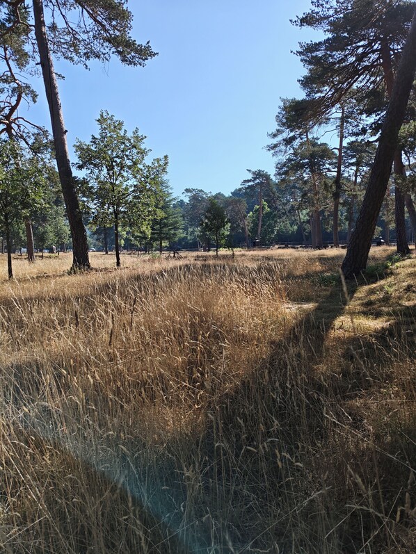 Un paisaje natural con árboles altos y hierba seca.