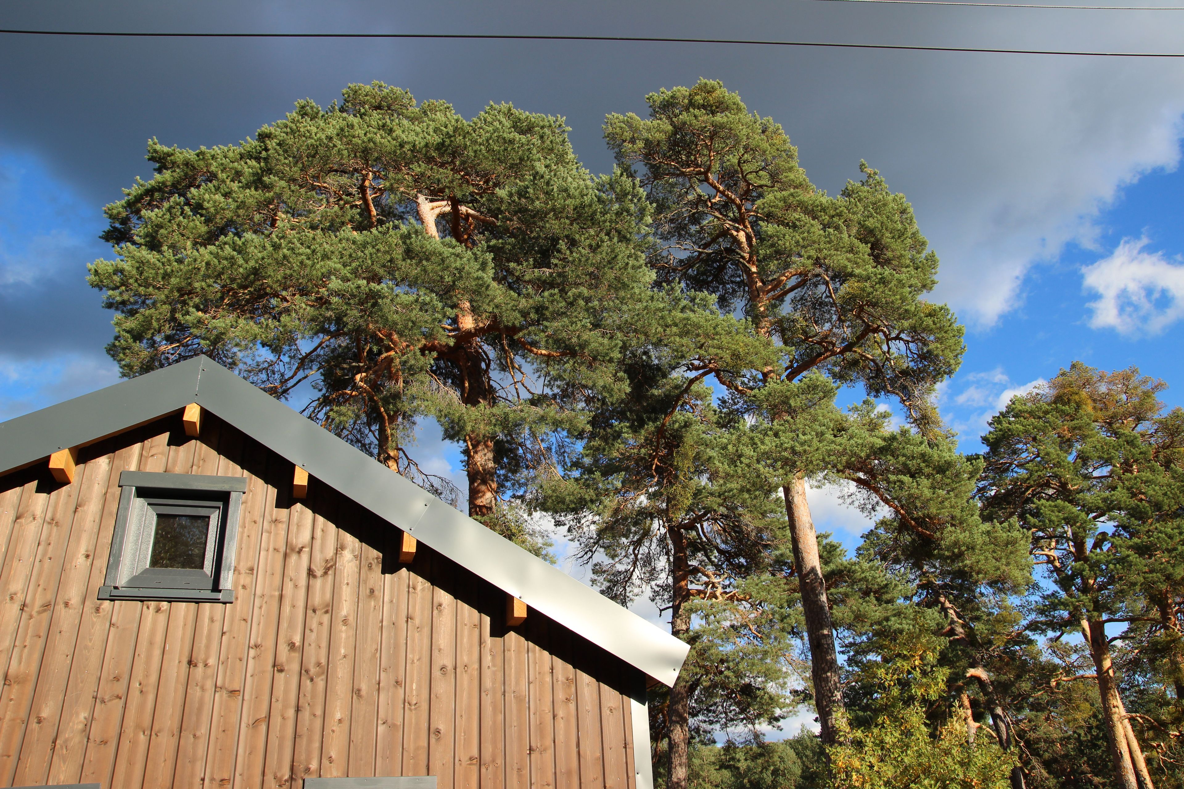 A wooden cabin with a sloped roof and a small window, surrounded by tall pine trees.