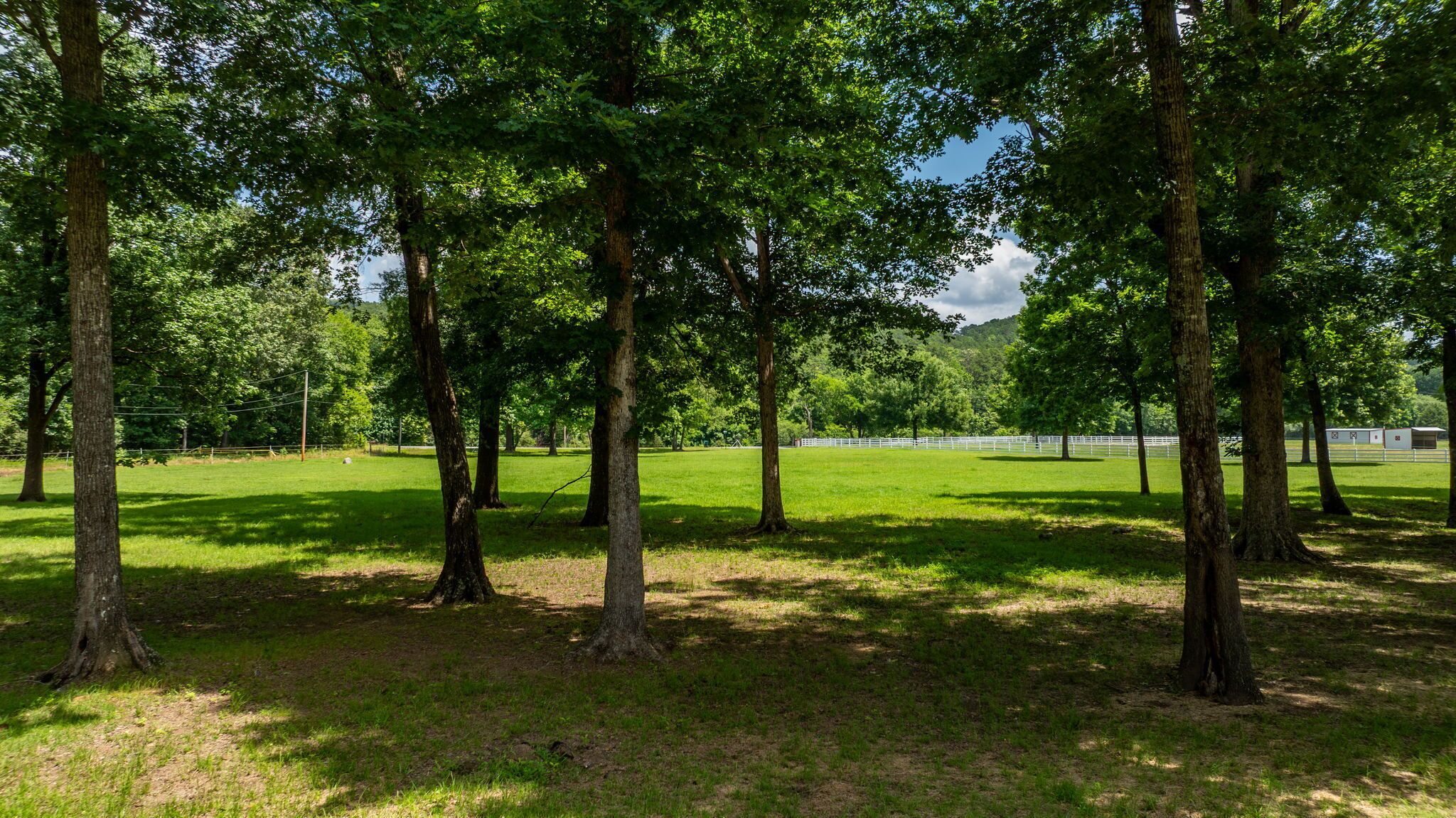 Un champ verdoyant, parsemé d’arbres, avec une clôture blanche en arrière-plan.