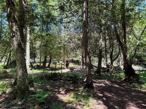 A forested area with tall trees and a dirt path.