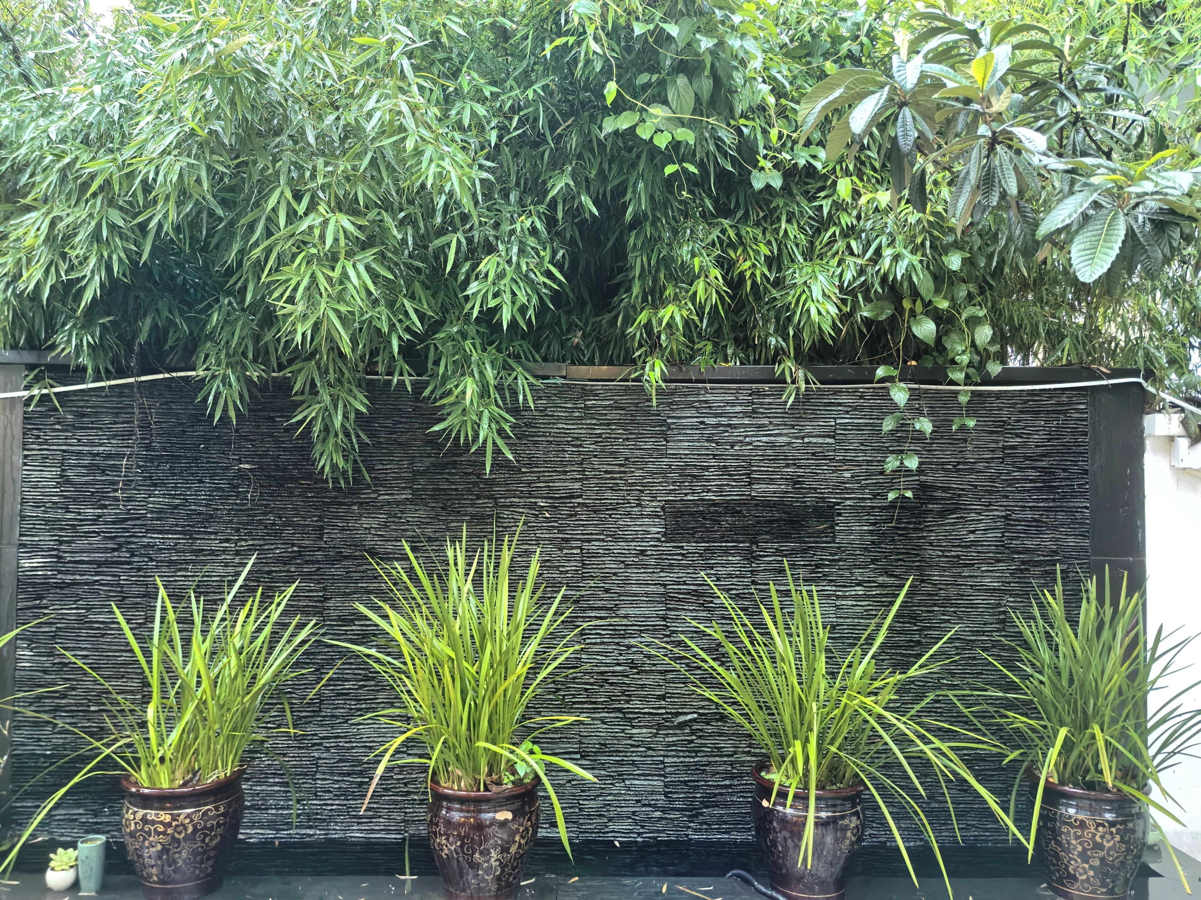 A wall with a textured surface and several potted plants with long, slender leaves.