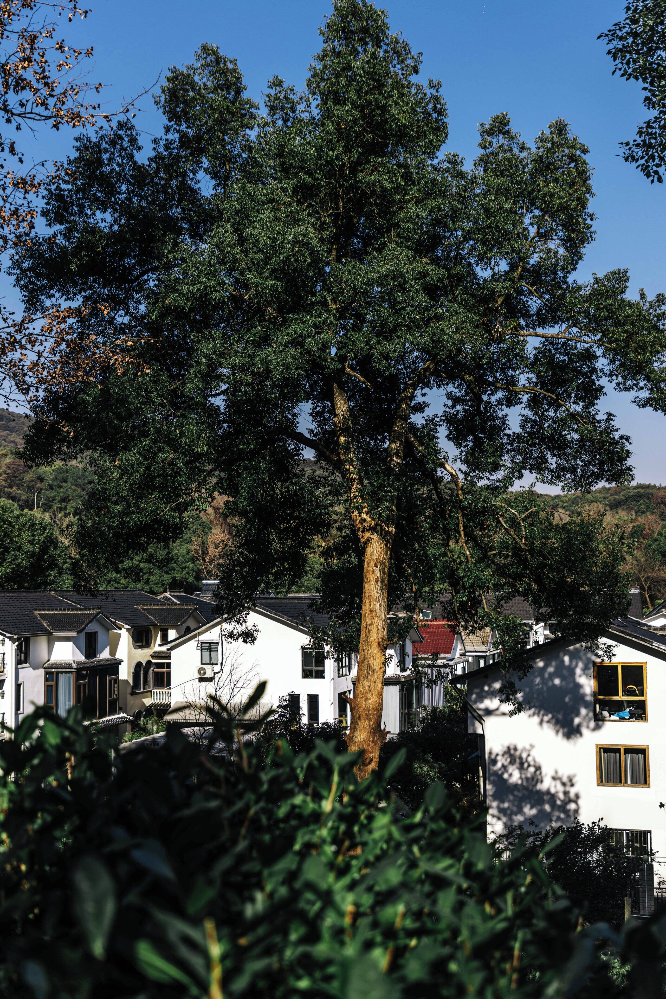 A traditional building with a large tree in front, surrounded by greenery.