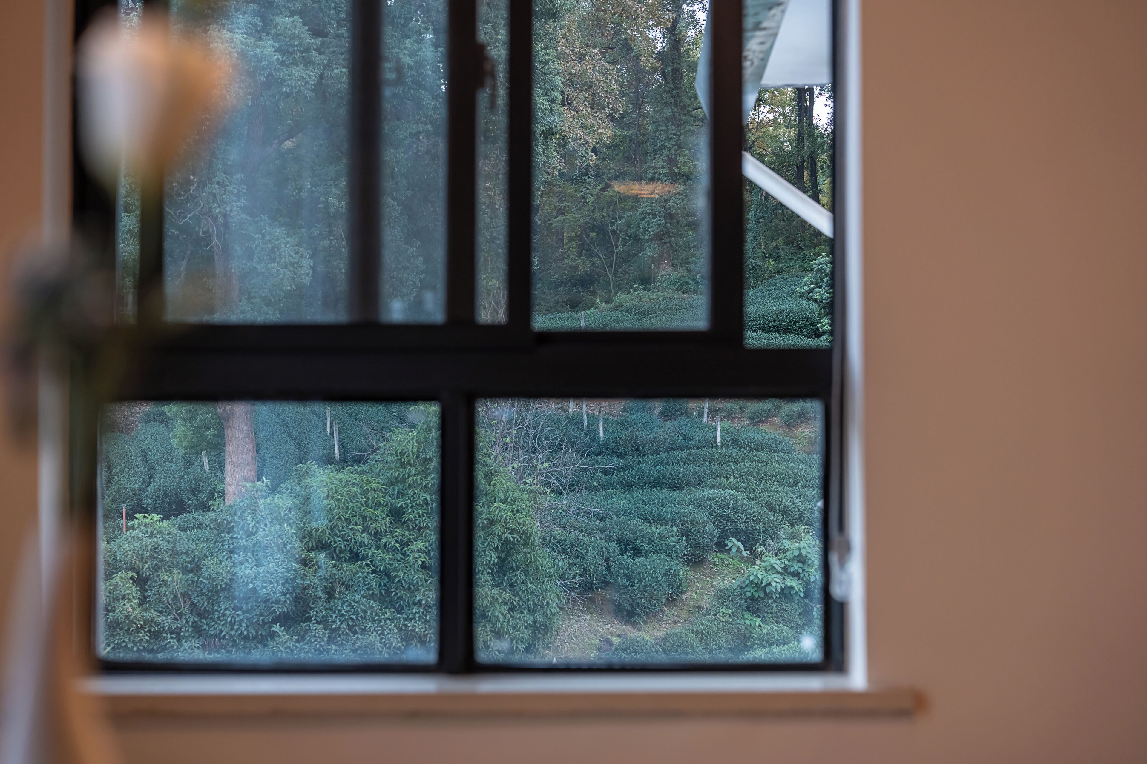 A window with a view of dense foliage and a fence.