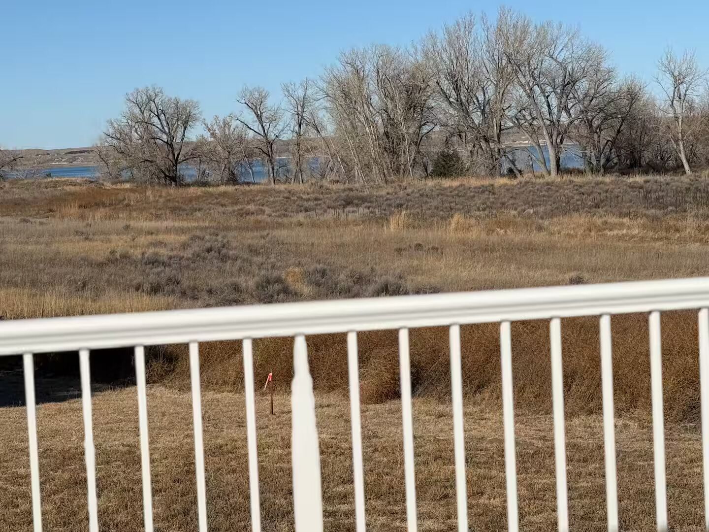 A fenced outdoor area with dry grass and leafless trees.