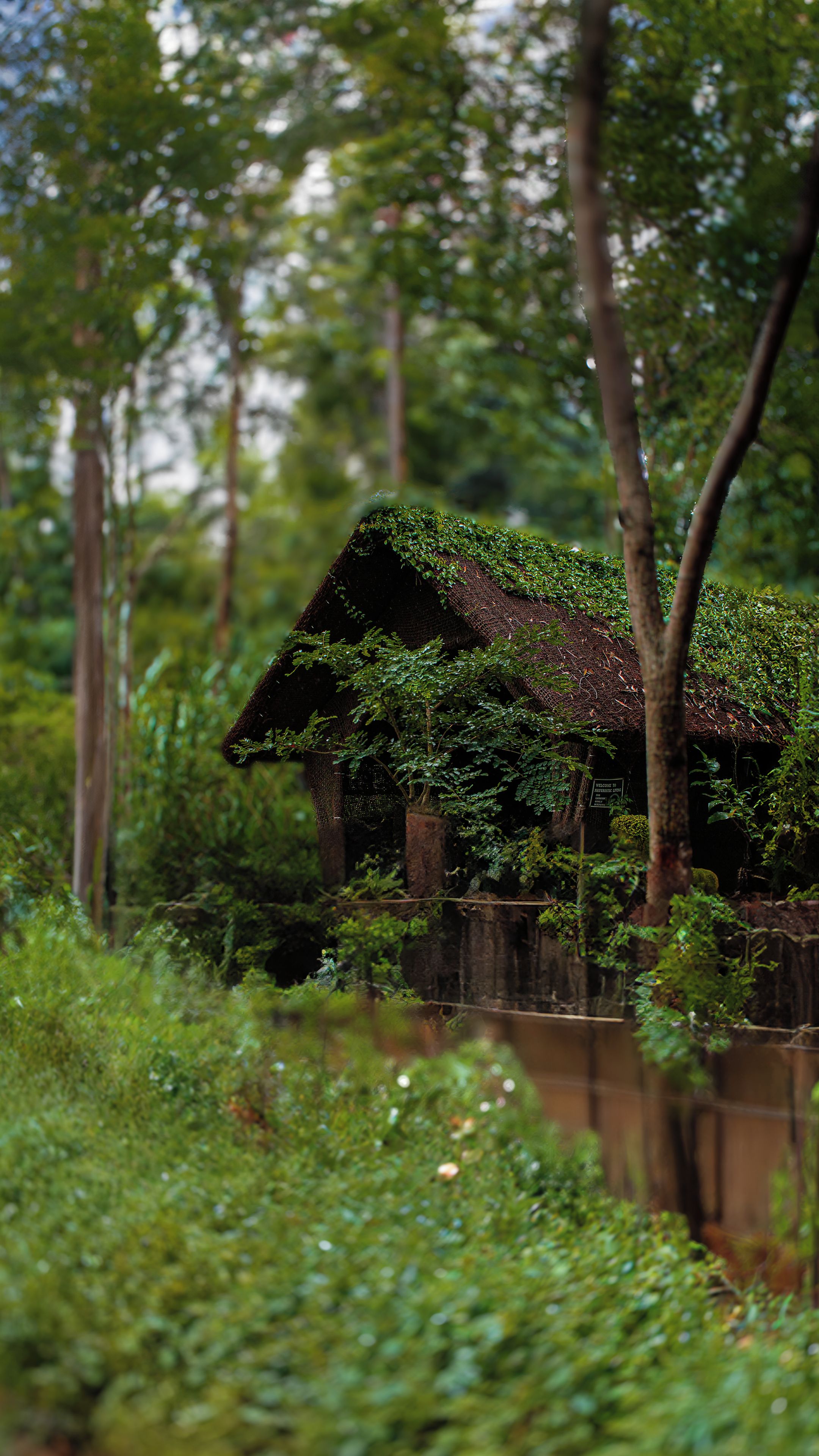 A rustic hut with a thatched roof, surrounded by dense greenery and trees.