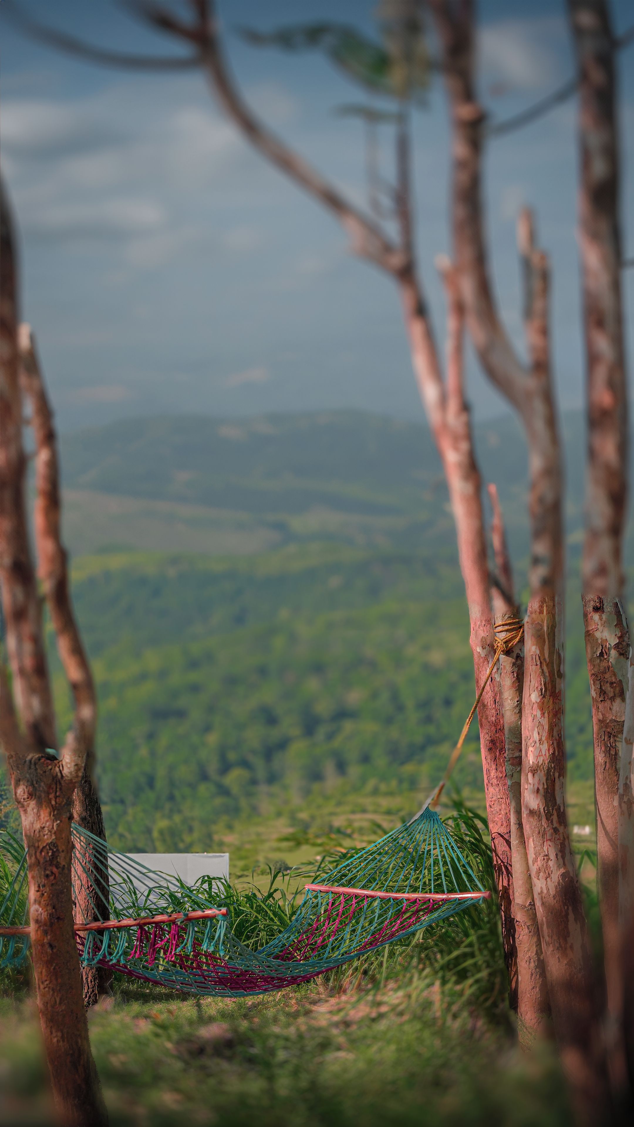 A hammock tied between trees with a view of a green landscape.