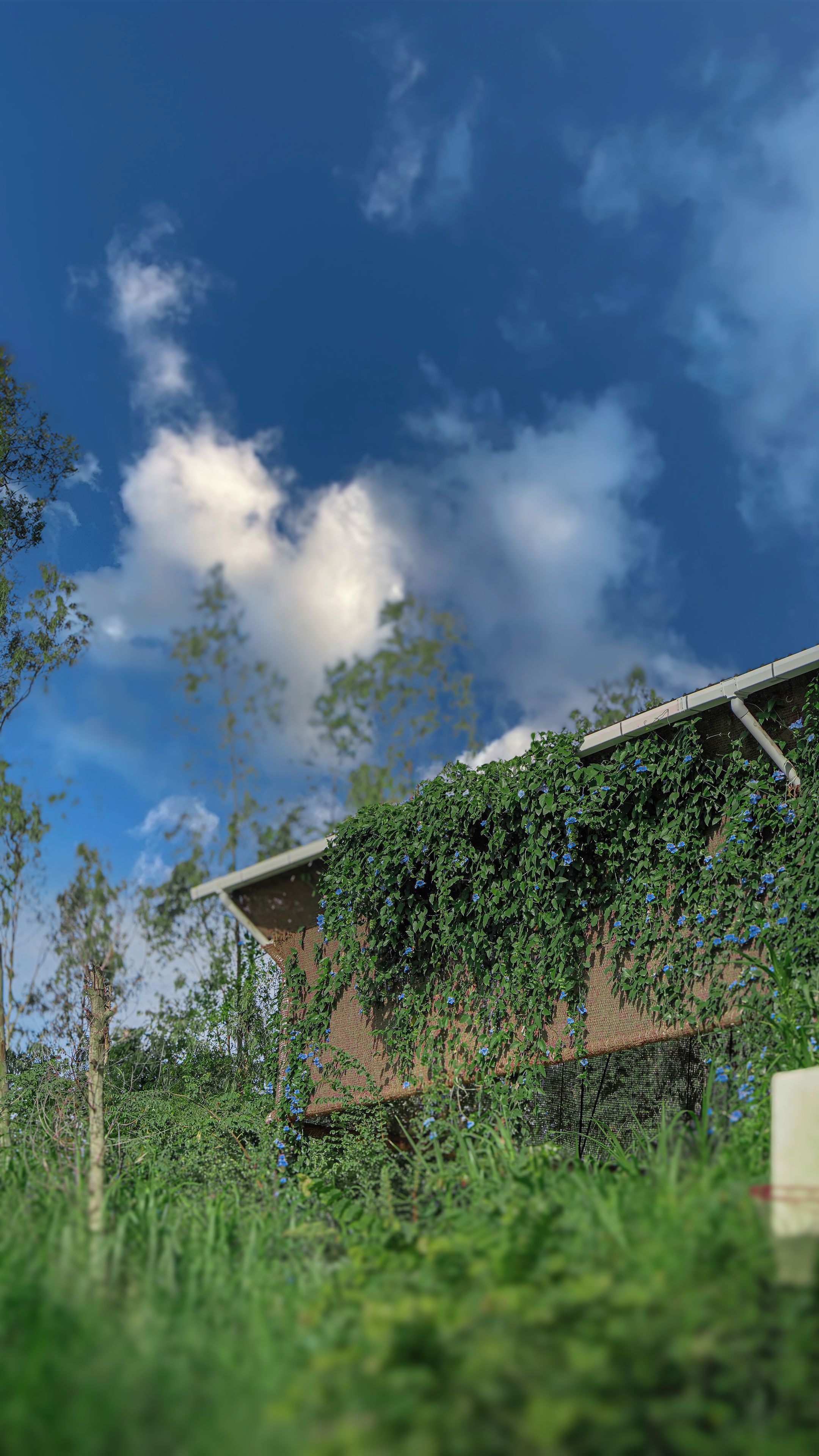 Un edificio con techo cubierto parcialmente por plantas trepadoras y flores azules.