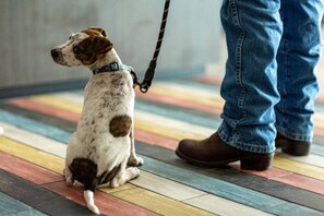 En hund i koppel som sitter på ett färgglatt golv.