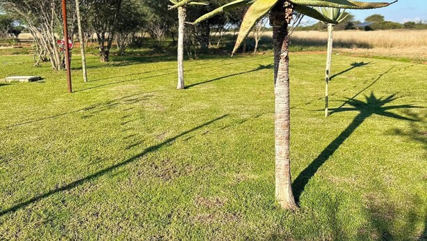 A well-maintained grassy area with a tall palm tree and a smaller tree in the background.