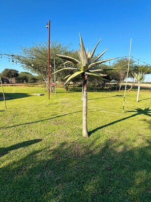A well-maintained grassy area with a single aloe vera plant in the foreground.