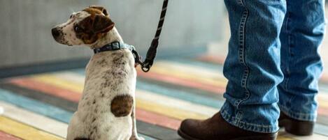 A dog sitting on a colorful floor with a leash, and a person standing nearby.