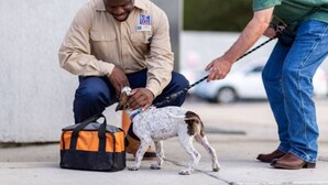 A person interacting with a dog near a bag on the ground. - 2 Queen Beds | Non-Smoking (Rexburg)
