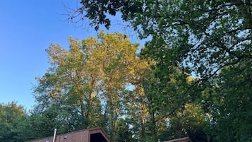 Une cabane en bois, dotée d’un toit en pente, entourée d’une forêt dense et surplombée par un ciel dégagé.