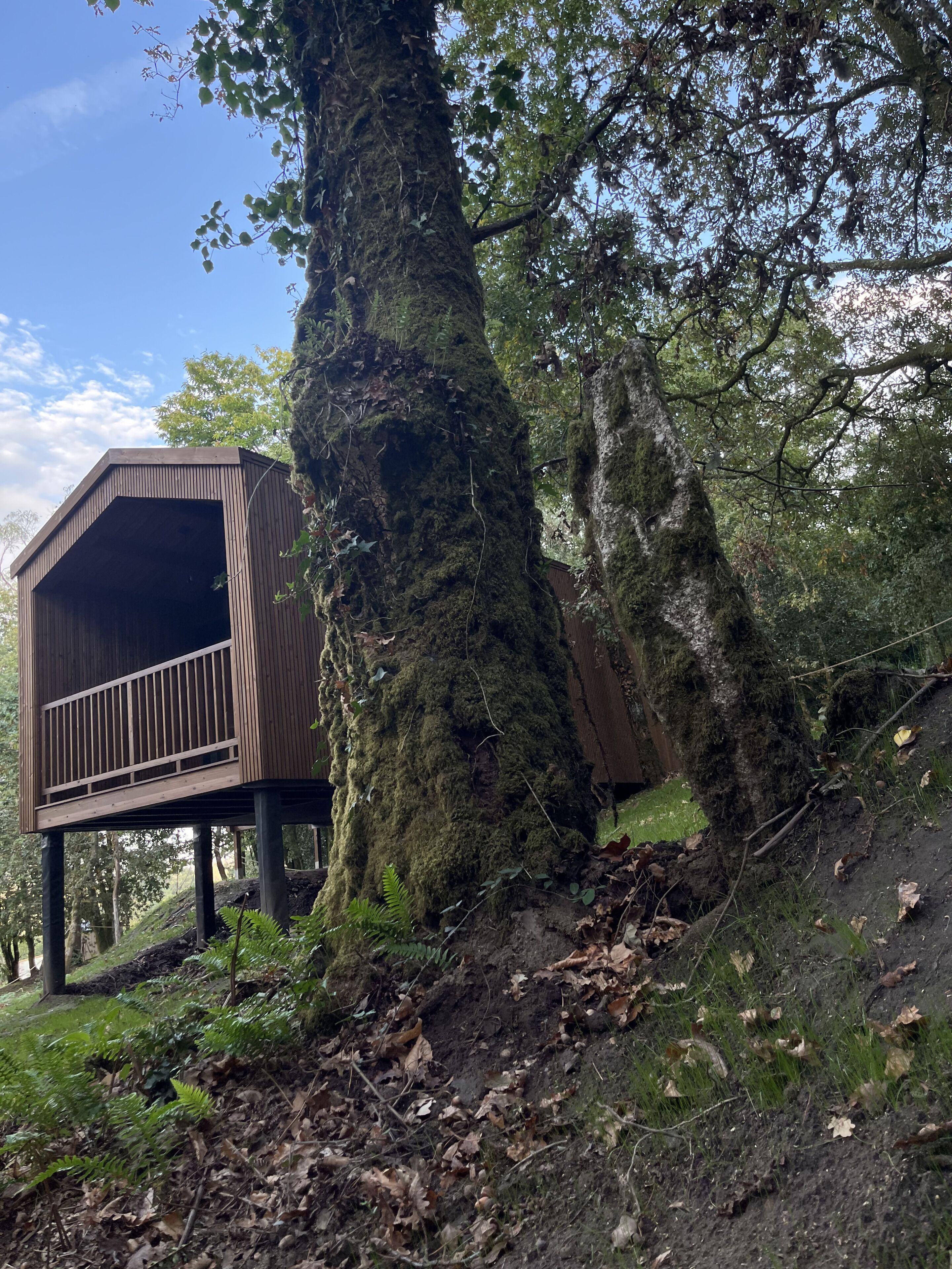A wooden structure with a balcony, built on stilts, surrounded by a forested area with a large moss-covered tree.