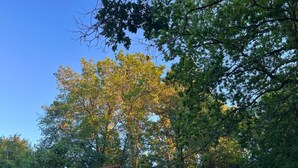 A wooden cabin with a sloped roof, surrounded by dense trees and a clear sky. - Refuxio da Carballeira - Cabin 2 (ideal for couples) (Rebordelo (San Martiño))