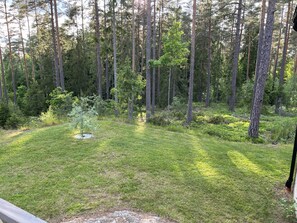Ein grünes Rasenstück mit einem kleinen Baum und dichtem Wald im Hintergrund.
